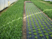 Агротекстиль Agrojutex 100г/м2 - 2.10x100м