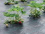 Агротекстиль Agrojutex 130г/м2 - 2.10x100м Агротекстиль Agrojutex 130г/м2 - 2.10x100м