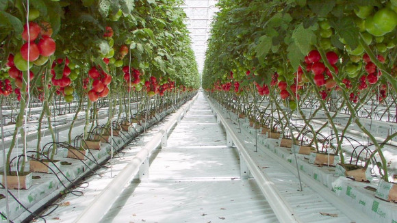 Агротекстиль Agrojutex белый 100г/м2 - 1.65x100м