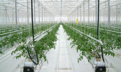Агротекстиль Agrojutex белый 130г/м2 - 5.25x100м Агротекстиль Agrojutex белый 130г/м2 - 5.25x100м